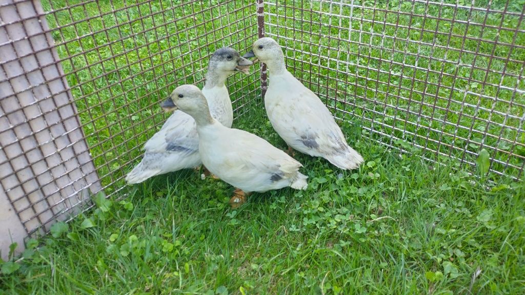 Kaczki krzyżówki miniaturowe call duck