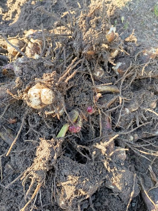 Kwiaty kanny , kanny