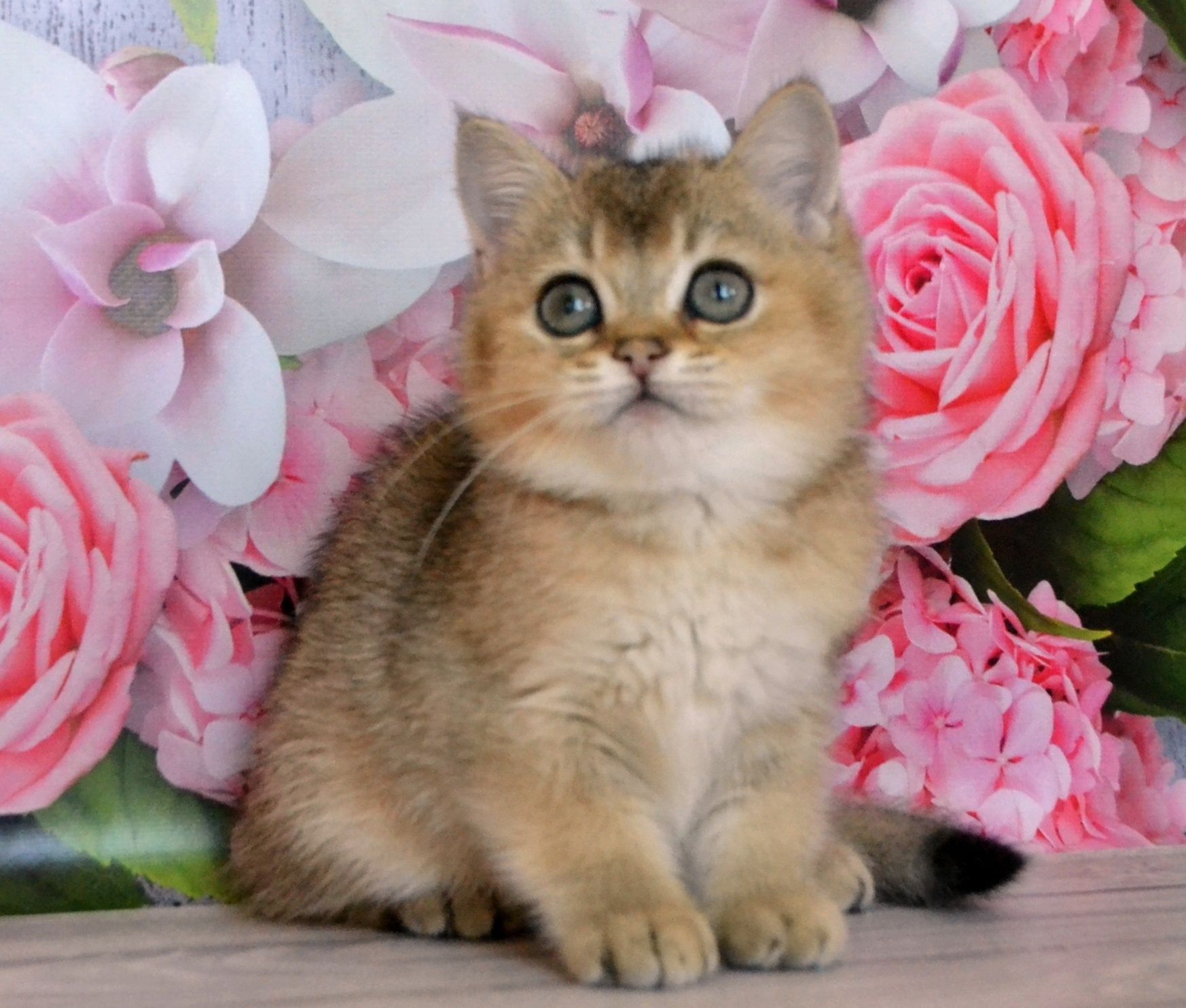 Британский котик шиншилла золотой
