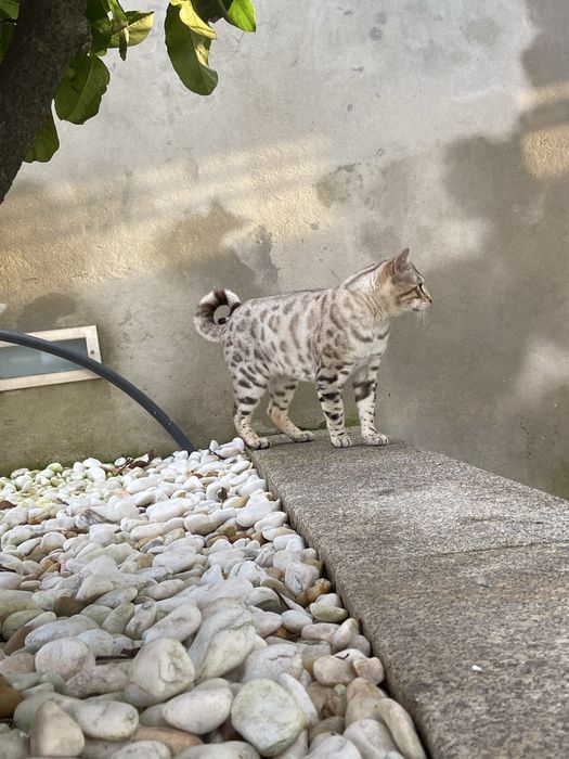 Gato bengal snow
