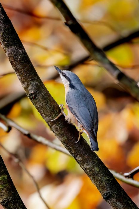 Nikkor 200–500mm f/5.6E ED VR