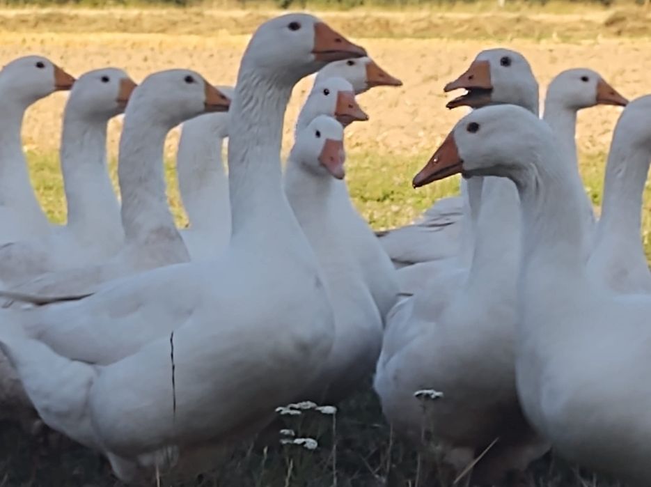 Gesi gęsie tuszki kołudzka owsiana TRWA SPRZEDAŻ