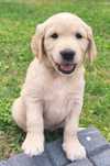 Śliczna Sunia Golden Retriever