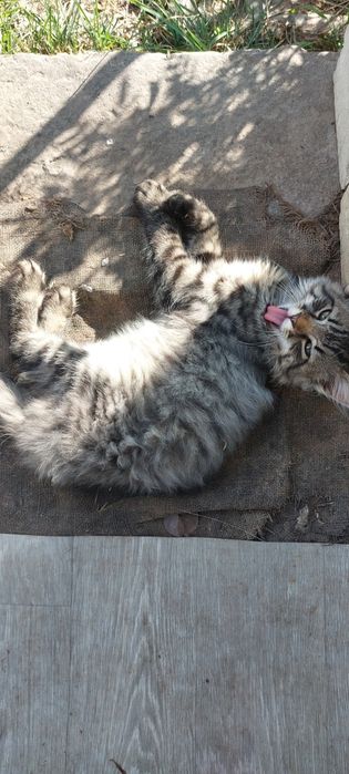 Віддамо кошенят у добрі руки