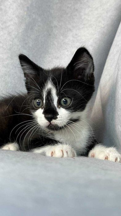 Ласковые котята ищут дом