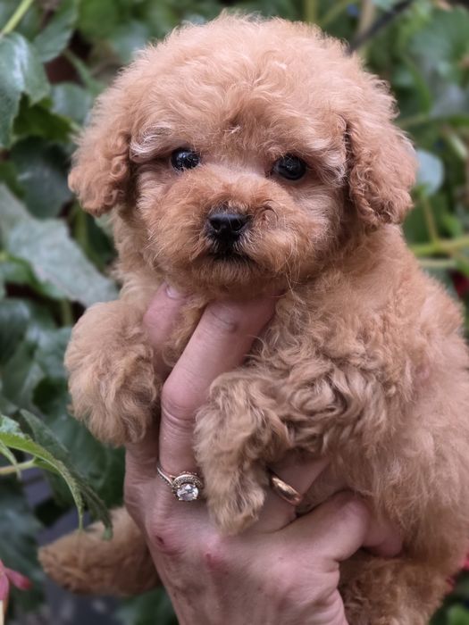 Pudel toy urocza suczka