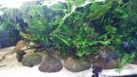 Rośliny akwariowe Microsorium pteropus "Windelov"