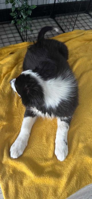 Border Collie - szczeniak suczka