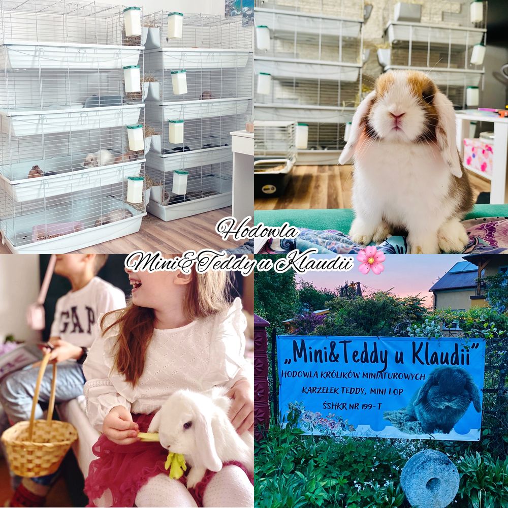 Hodowla królików MINI LOP, króliki rasowe (królik miniaturka) metryka