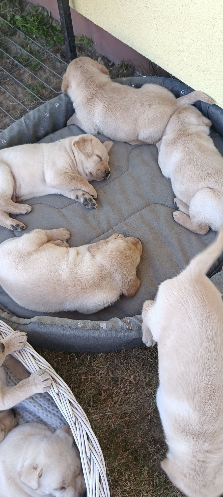 Szczeniaki Labrador Retriever