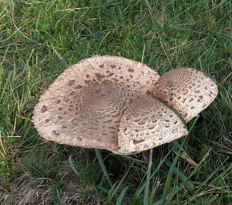 Czubajka kania kanie sowy sowa grzyby świeże