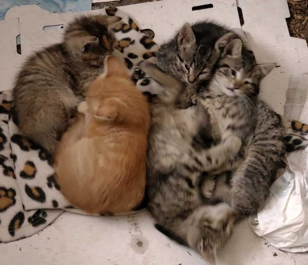 kotki do adopcji