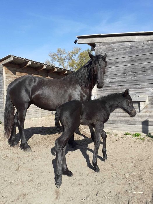 3-letnia klacz półfryzyjka na sprzedaż
