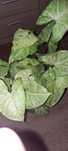 Syngonium różne odmiany