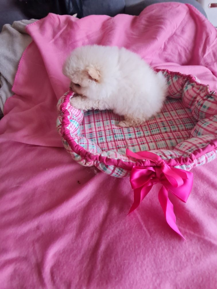 Spitz anao lulu Pomerânia  c/lop