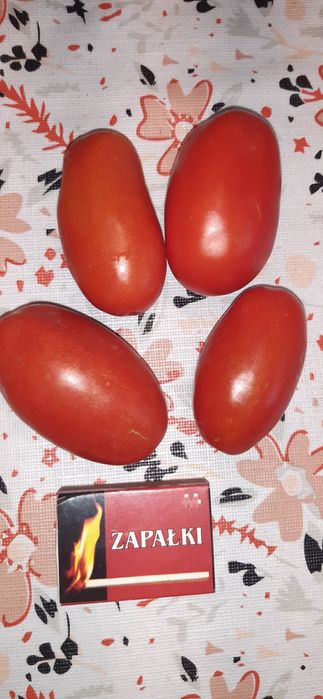 Nasiona pomidorów-zestaw