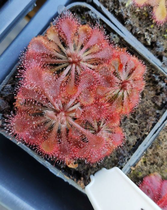 Zestaw nasion rosiczek Drosera Capensis rosiczka nasiona MEGA zestaw