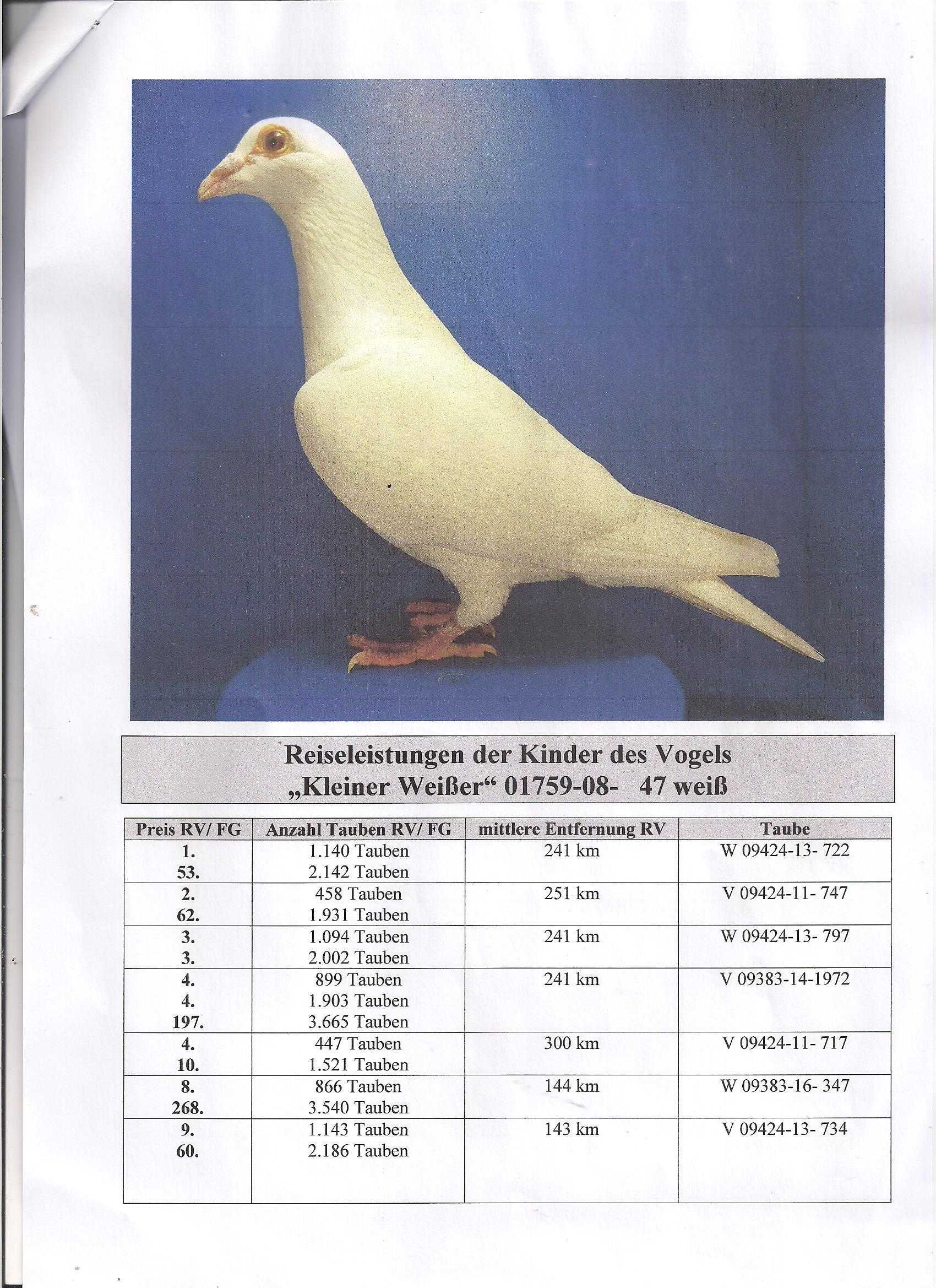 Młode Białe Para nr 53 Drapa x Schumacher gołąb gołębie pocztowe