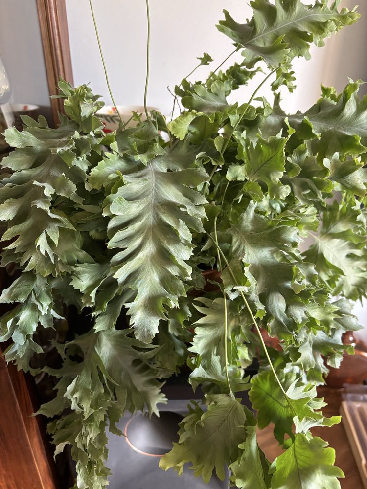 Paproć Davana_Phlebodium_duża