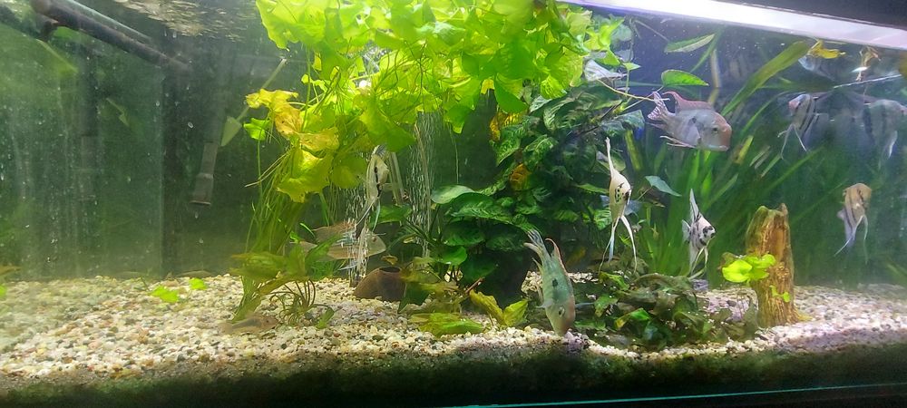 Akwarium 300 litrów