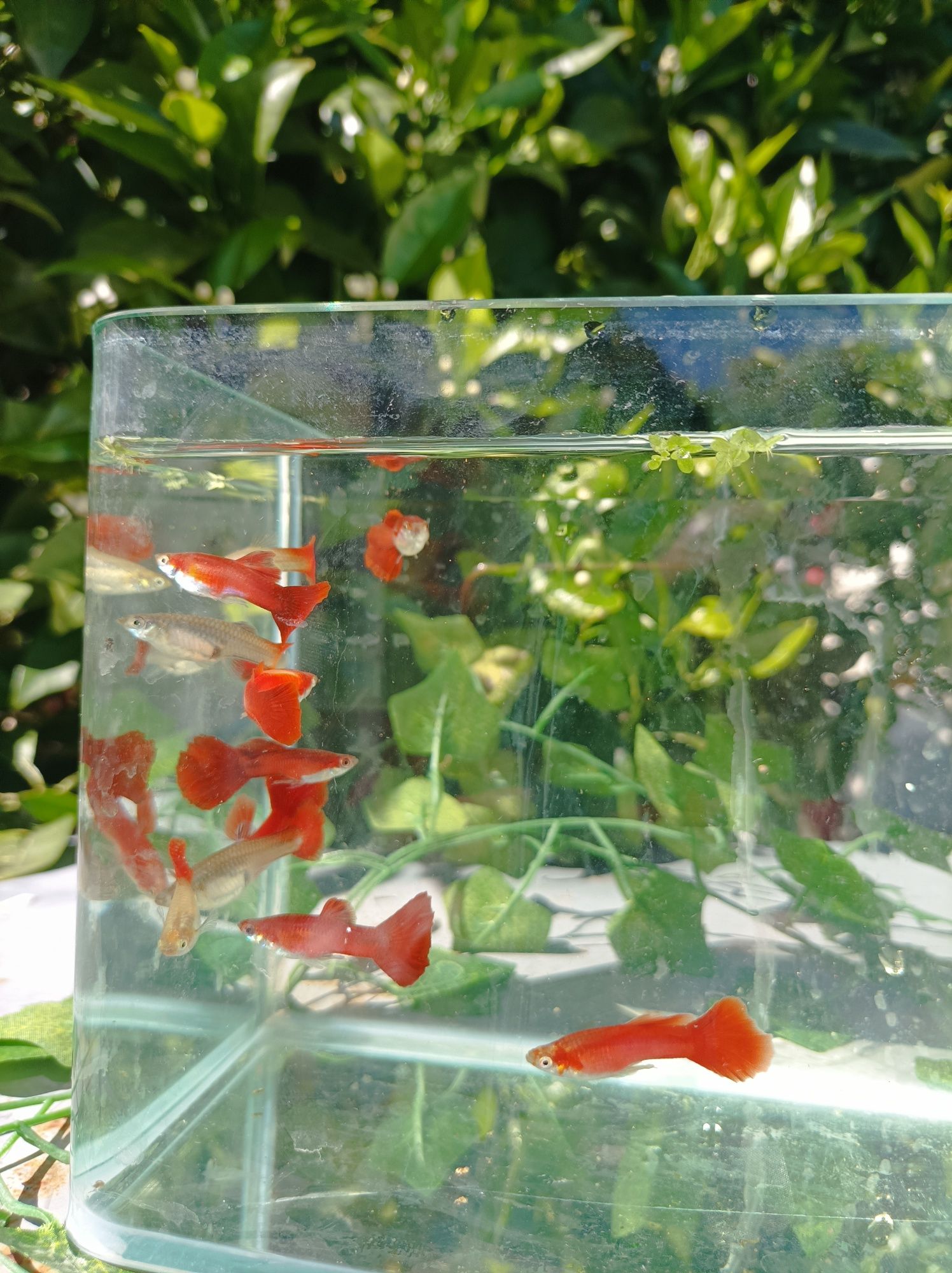 Red Blond round Tail