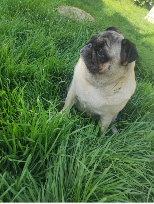 Комочки щястя шукають люблячу родину