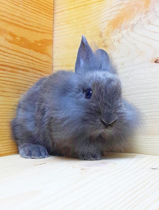 Карликовые супер мини декорат.торчеухие и вислоухие мини кролики