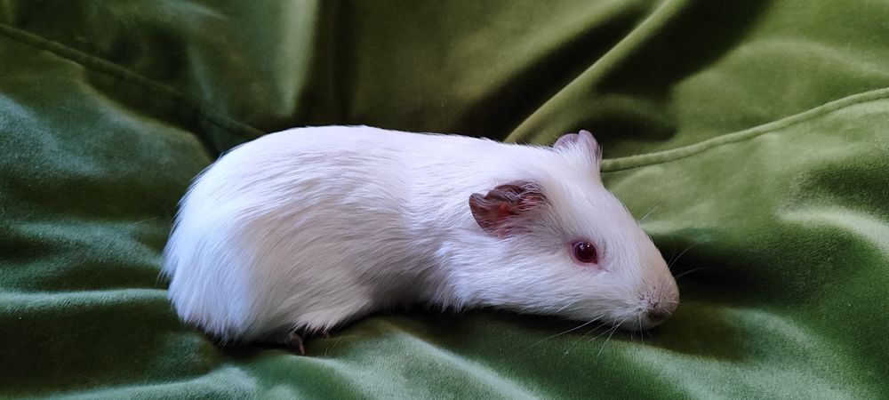 Подарую морських свинок