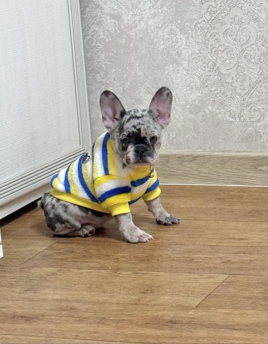 Красотунчики для Вас!