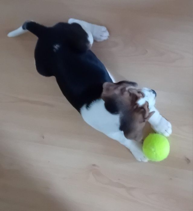 Beagle piesek trikolor