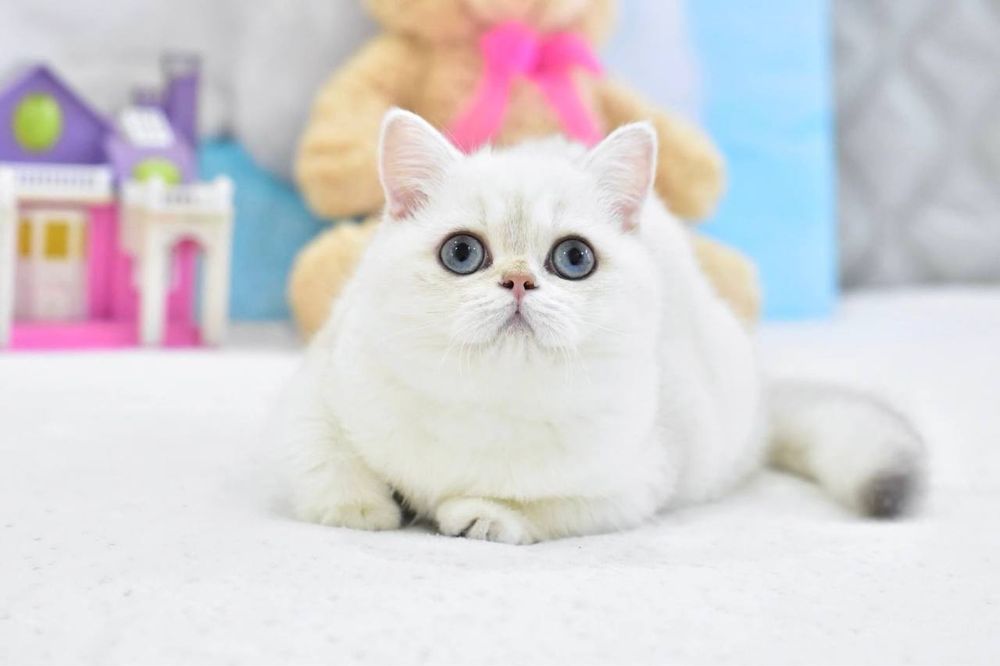 Дівчинка британська короткошерстна