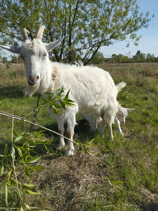 Продається дійна коза