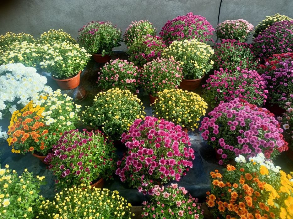 Chryzantemy drobnokwiatowe.