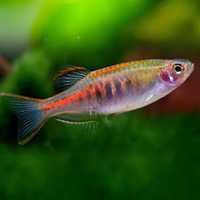 Peixe - Danio Choprae