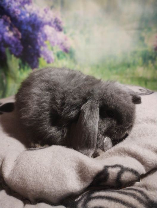 Mini lop króliczki miniaturki