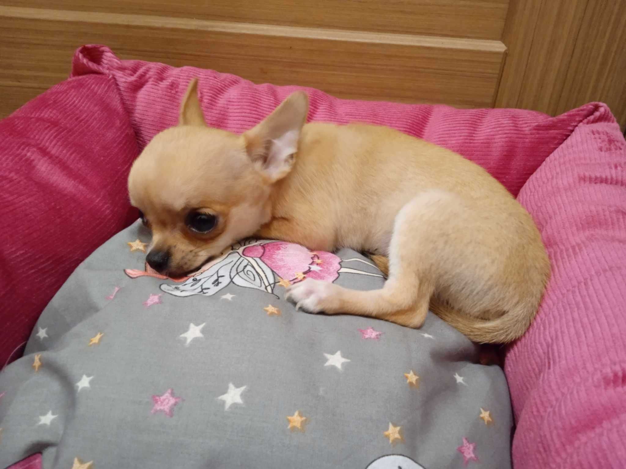 Malutka dziewczynka chihuahua. Pełen rodowód