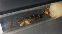 Camponotus irritans Q-7w Mrówki egzotyczne