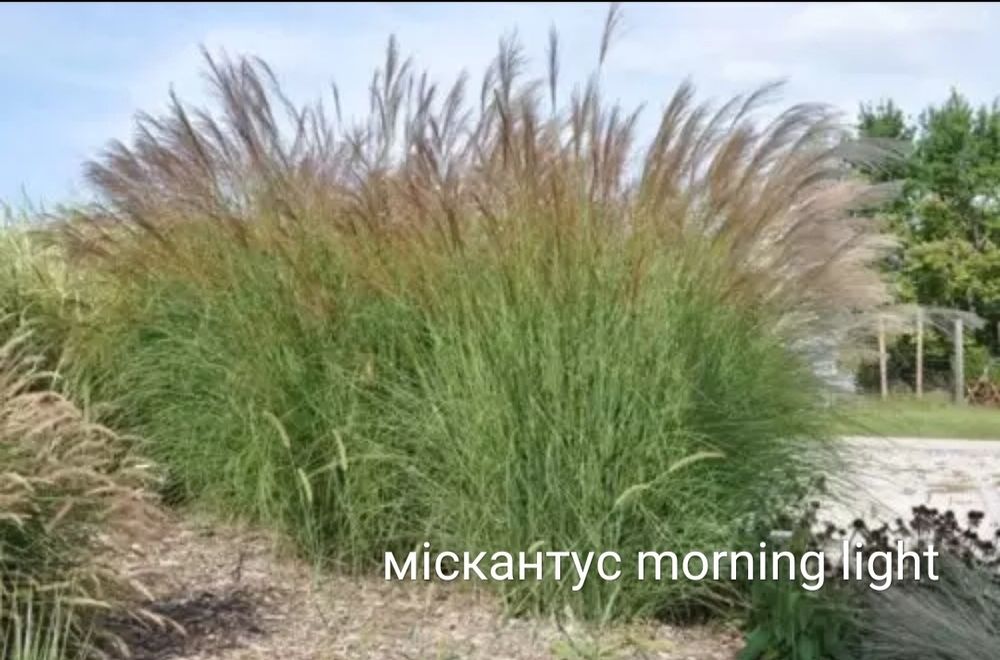 Пенісетум, міскантус,  просо, каламагростіс, вівсянки