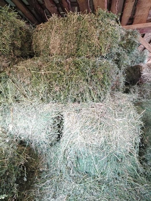 Продам Тюки люцерни