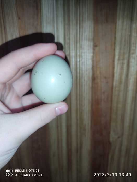 Продам сине яйце Амераукана 1ш 50 грн