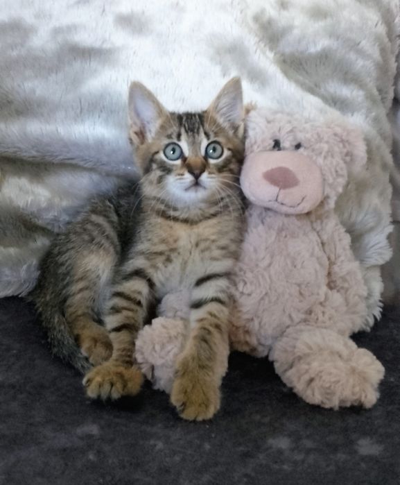 Мурзик 2.5 месяца .