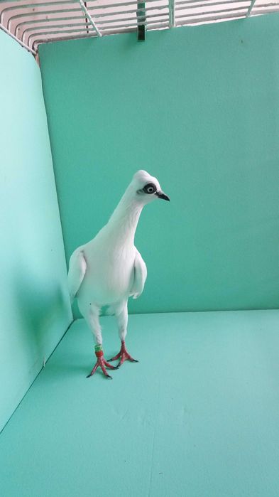 Gołębie ozdobne wiedeński, wiedeńskie lotne