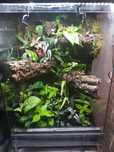Terrarium dla gekona orzęsionego
