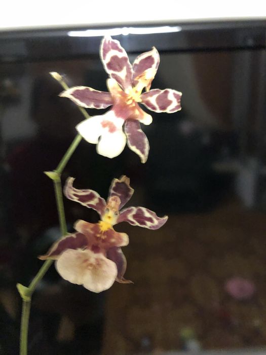 Орхідея,    камбрія 2 шт