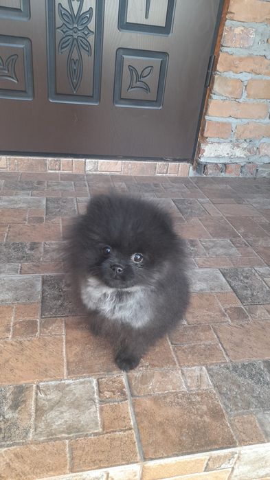 Померанські шпіци