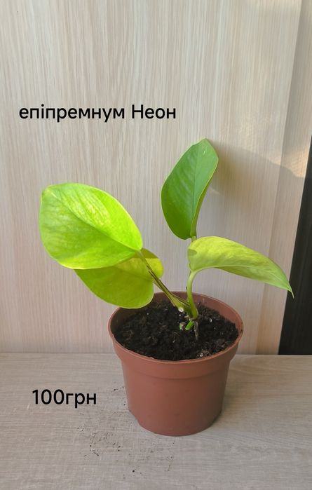 Епіпремнум золотистий і Неон кімнатні рослини ліани