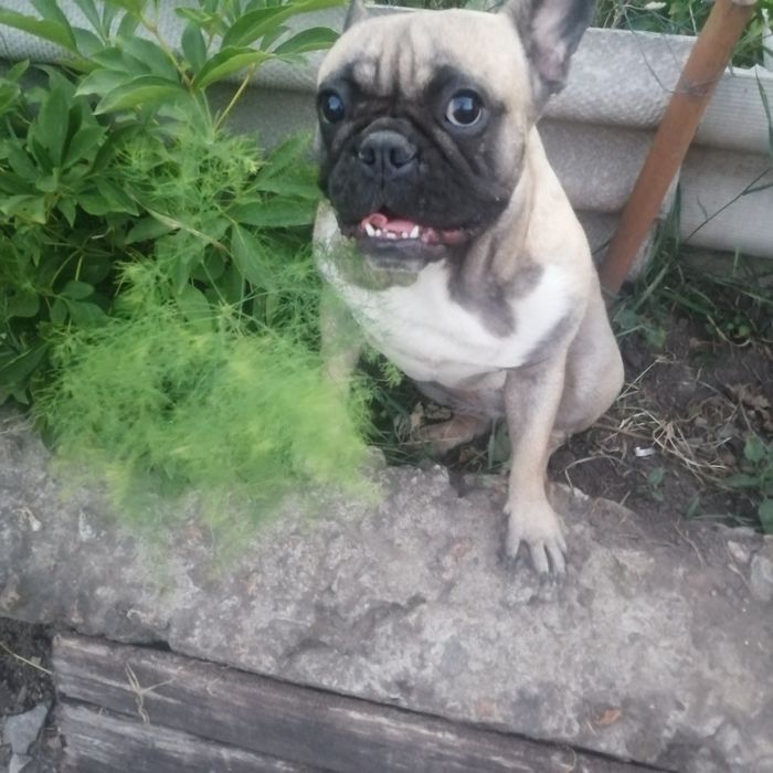 Щенки Французского бульдога.