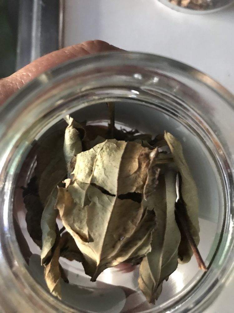 Chas e aromáticas, cidreira, menta, louro (secas ou desidratadas)