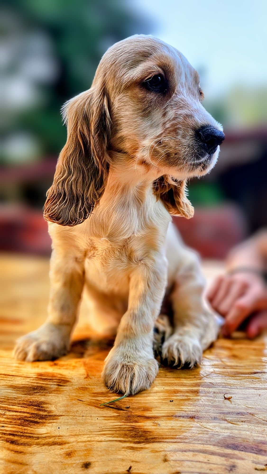 Cocker Spaniel Angielski - piesek cudowne umaszczenie Orange Roan