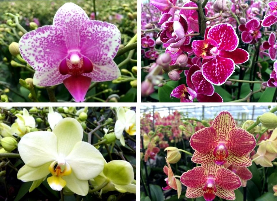Орхидеи фаленопсис - опт Растений и Цветов из Голландии, Европы, Азии